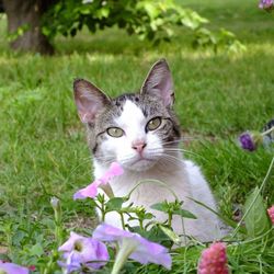 Close-up of cat with flowers on field