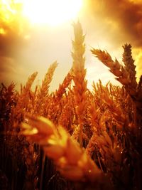 Close-up of plants against sunset sky