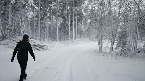 Snow covered trees in forest