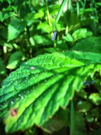 Close-up of plant