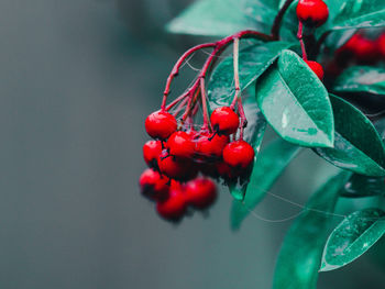 Red berries with green leaves, christmas