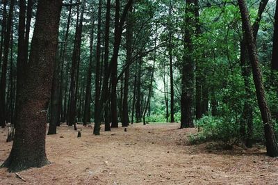 View of trees in the forest