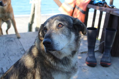 Low section of dog looking at camera