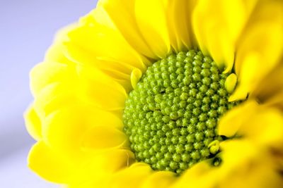 Close-up of fresh sunflower