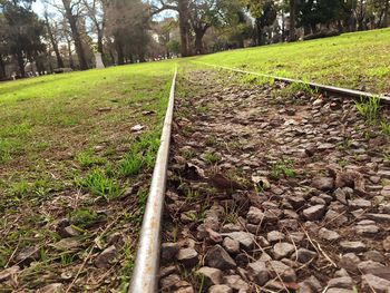 Trees on grassy field