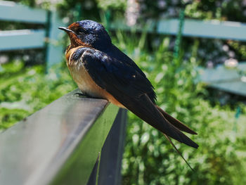 Close-up of bird perching outdoors