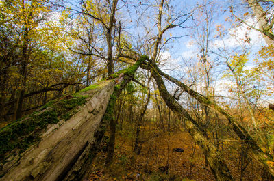Scenic view of forest during autumn
