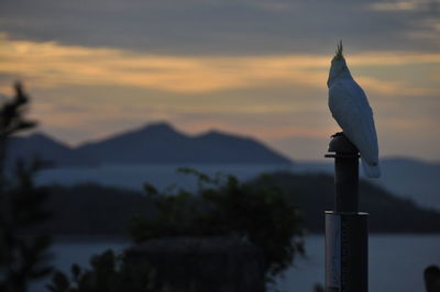 Close-up of seagull perching on wooden post