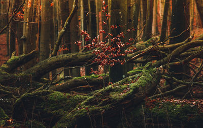 Close-up of trees growing in forest