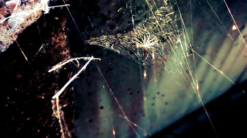 Close-up of spider web