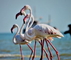 Flock of greater flamingos