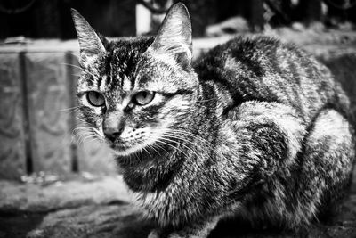 Close-up of a cat looking away