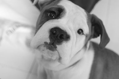 Close-up portrait of a dog