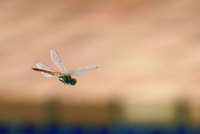 Close-up of dragonfly