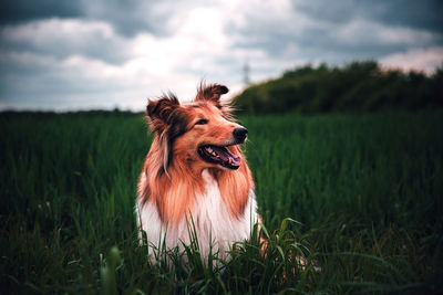 This lovely dog called lulu.