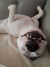 High angle view of dog resting on bed