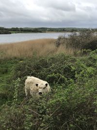 View of a sheep on field