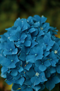 Close-up of blue hydrangea flowers