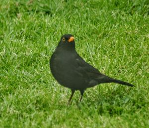 Black bird on grass