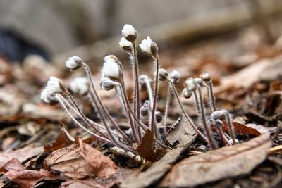 Close-up of dried plant on field