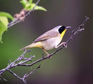 Close-up of bird perching on branch