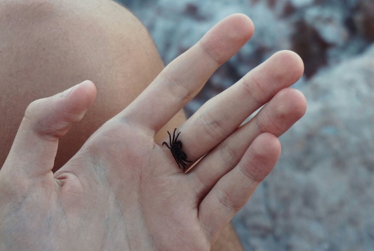 CROPPED IMAGE OF HAND HOLDING INSECT