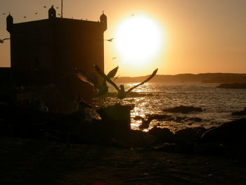 Birds flying on shore against sky at sunset