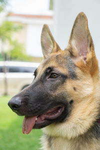 Close-up of a dog looking away