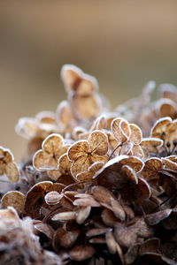 Close-up of flowers against blurred background