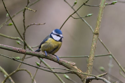 Close-up of bird perching on branch