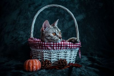 Cat sitting in basket