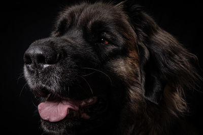 Close-up of dog looking away