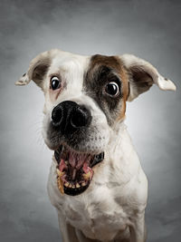 High angle portrait of dog at home