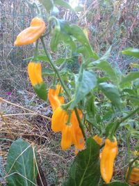 Close-up of orange flowers blooming in field