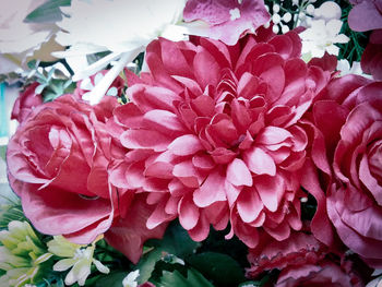 Close-up of pink rose flower