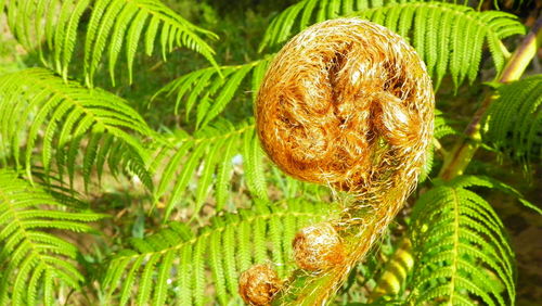 Close-up of fern