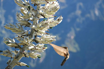 Close-up of butterfly on white flowering plant against sky