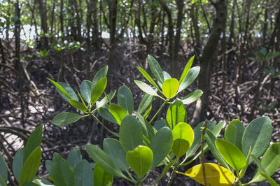 Close-up of fresh green leaves on tree