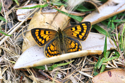 Butterfly with open wings on a peace of wood