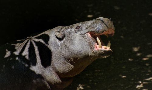 Close-up of hippopotamus