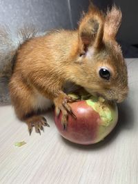 Close-up of squirrel eating fruit on table