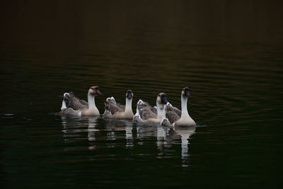 Ducks swimming in lake