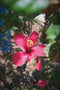 Close-up of pink flower blooming outdoors