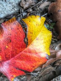 Close-up of yellow flower