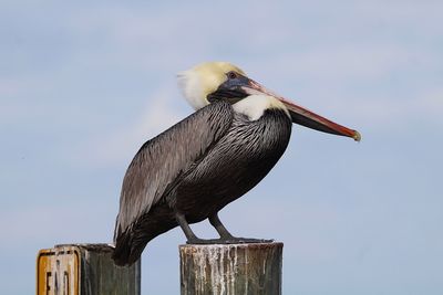 Close-up of bird perching on wooden post