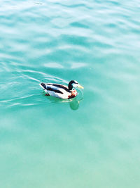 High angle view of duck swimming in pool