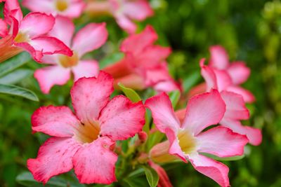 Close-up of pink flowers blooming outdoors