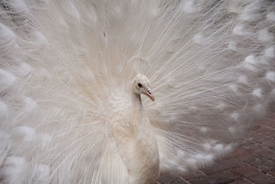 Impressive displaying male white peacock pavo cristatus.