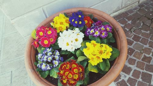 High angle view of flowers