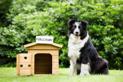 View of a dog